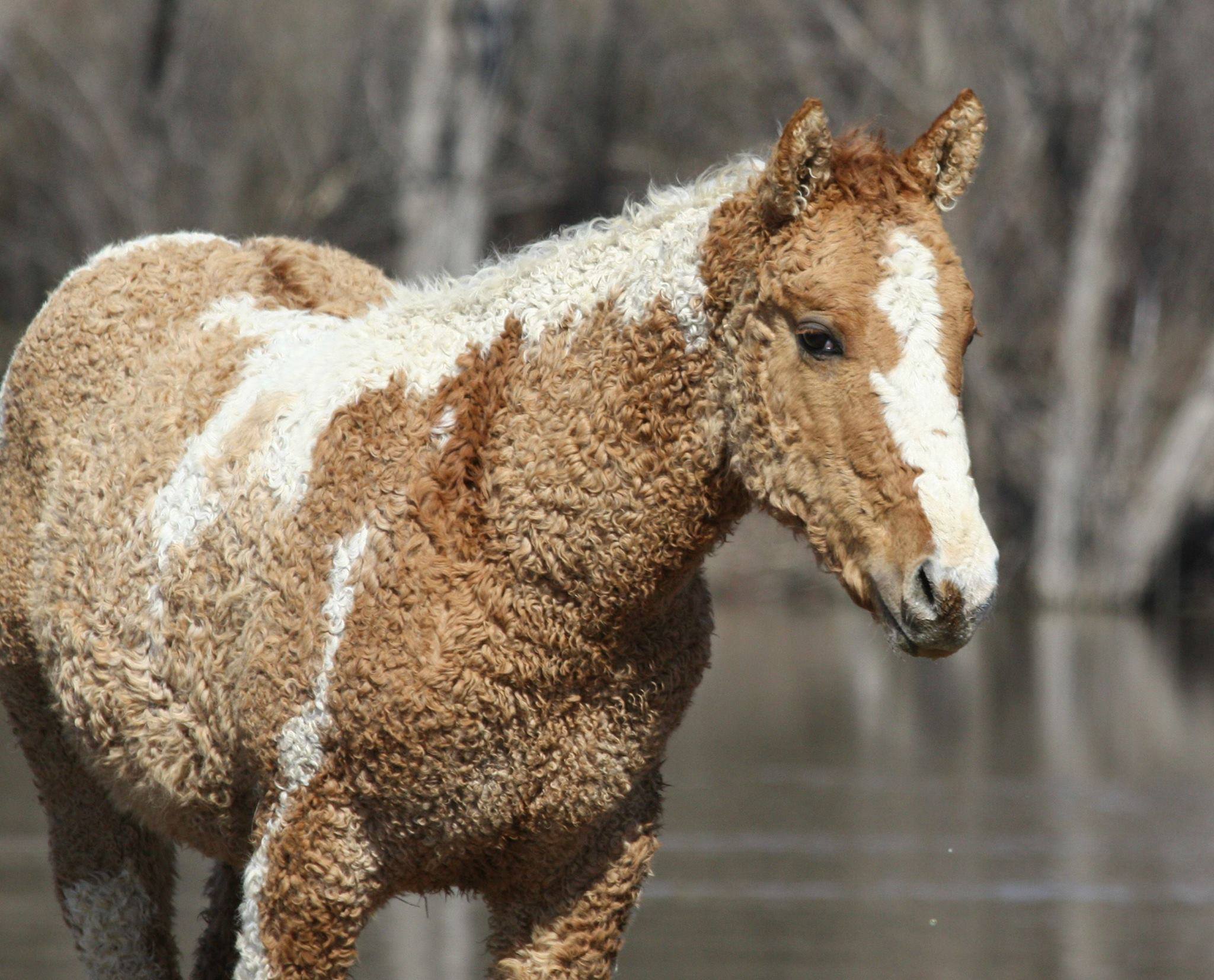 Curly Horse